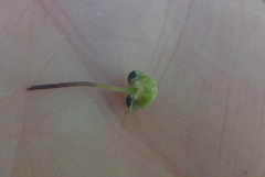 Mannia triandra
