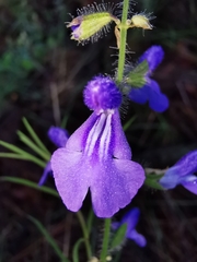 Salvia heterotricha