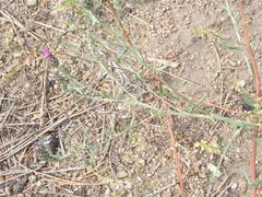 Centaurea stoebe australis