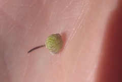 Mannia triandra