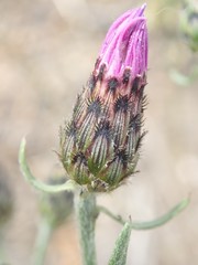 Centaurea stoebe australis