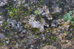 Mannia triandra