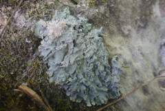 Punctelia missouriensis