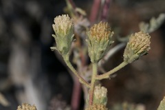 Chaenactis douglasii