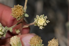 Chaenactis douglasii