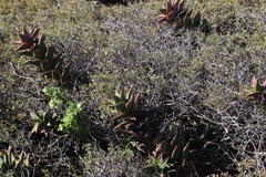 Aloe distans