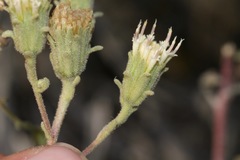 Chaenactis douglasii