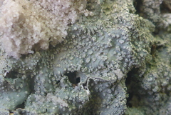 Punctelia missouriensis