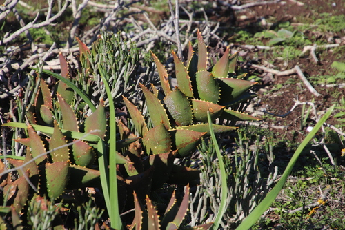 Image of Aloe distans by (c) Tony Rebelo, some rights reserved (CC BY-SA)