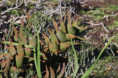 Aloe distans