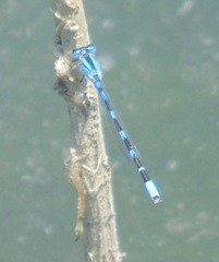 Enallagma carunculatum