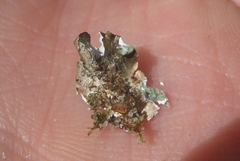 Punctelia missouriensis