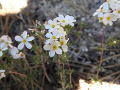 Leptosiphon melingii