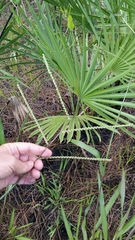 Paspalum floridanum