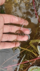 Ceratophyllum demersum