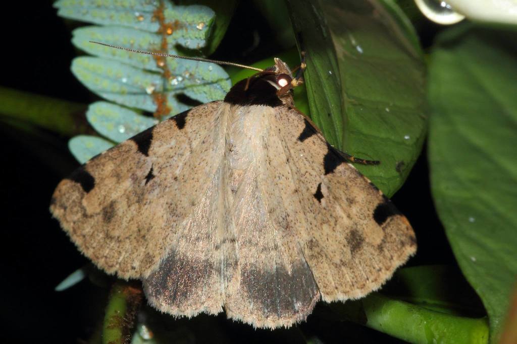 Rema costimacula
