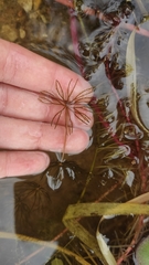 Ceratophyllum demersum