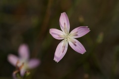 Stephanomeria tenuifolia
