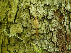 Panorpa neglecta