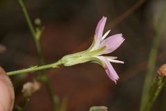 Stephanomeria tenuifolia