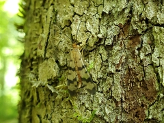 Panorpa neglecta