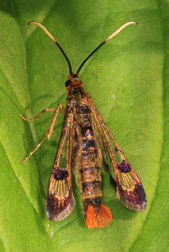 Maple Clearwing Moth