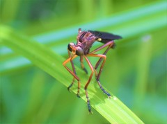 Diogmites platypterus