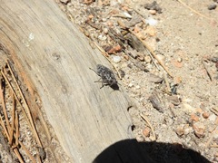 Chrysobothrini