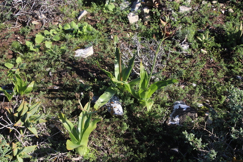 Trachyandra muricata