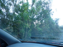 Siphocampylus giganteus