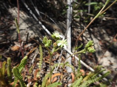 Horkelia clevelandii
