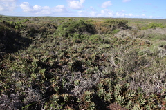 Aloe distans