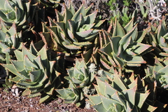 Aloe distans