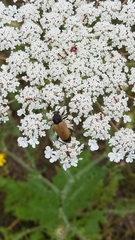 Trigonarthris subpubescens