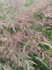 Calamagrostis epigejos