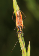 Leptopterna dolabrata