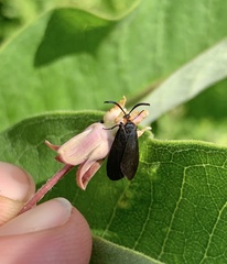 Acoloithus falsarius