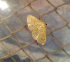 Paratalanta hyalinalis