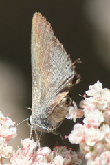 Satyrium auretorum