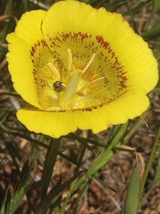 Calochortus luteus