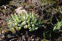 Cheiridopsis rostrata