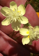 Platystemon californicus