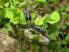 Epicauta cinerea-group