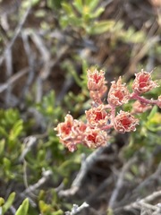 Dudleya hendrixii