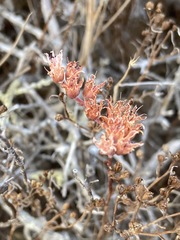 Dudleya hendrixii