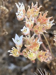 Dudleya hendrixii