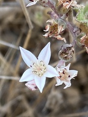 Dudleya hendrixii
