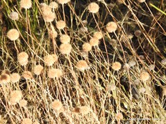 Jasione sessiliflora