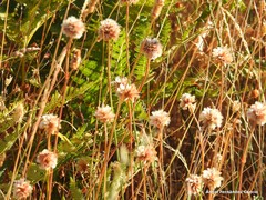 Armeria arenaria