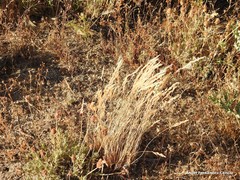 Corynephorus canescens